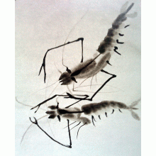 Two Shrimps shrimp.gif